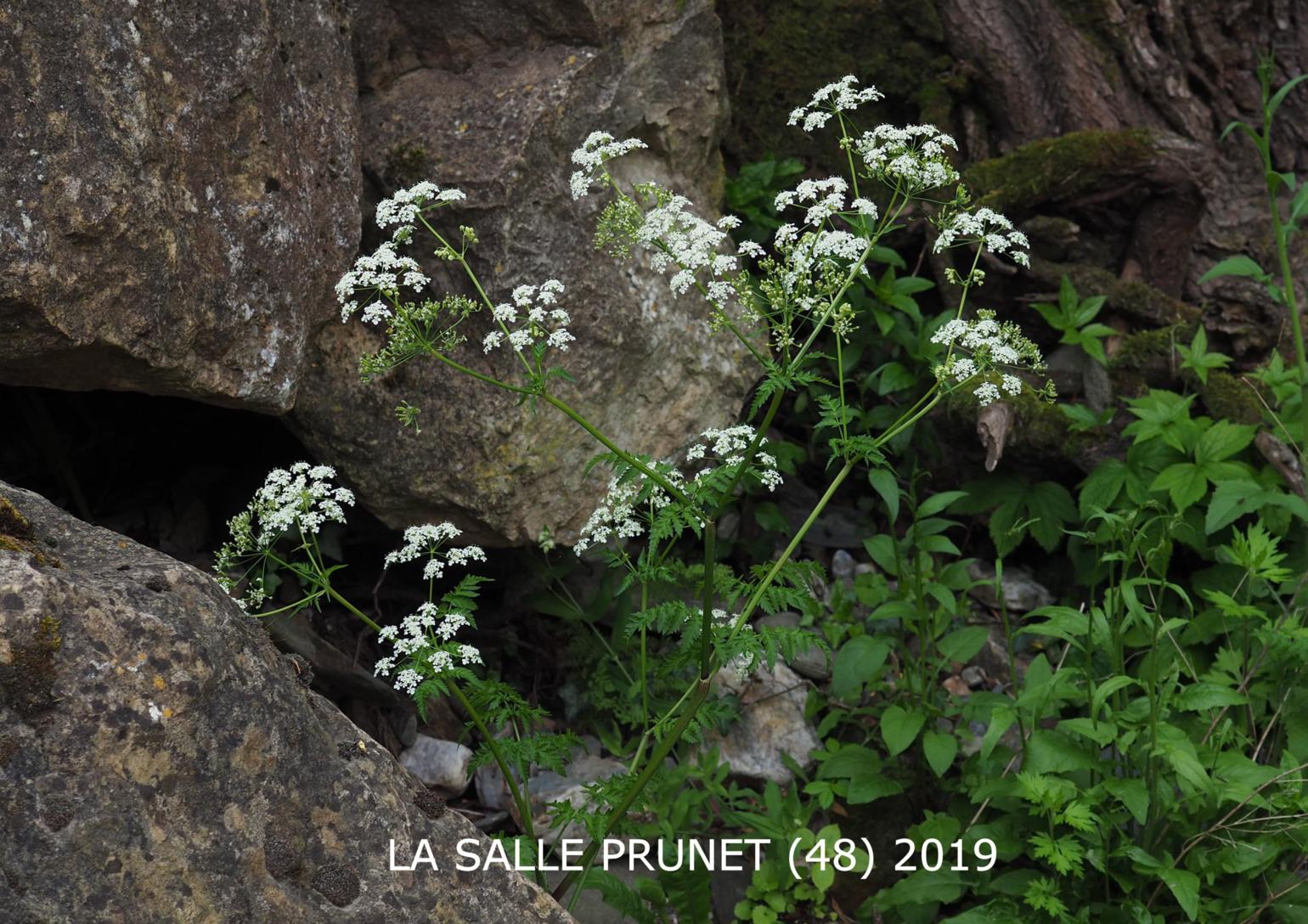 Cow Parsley